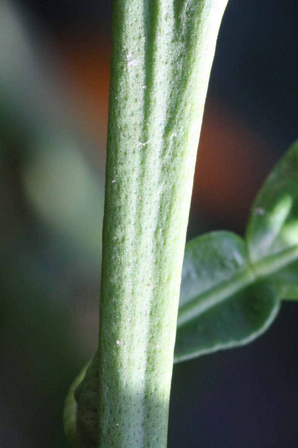              First year twig (Riverside, CA)       